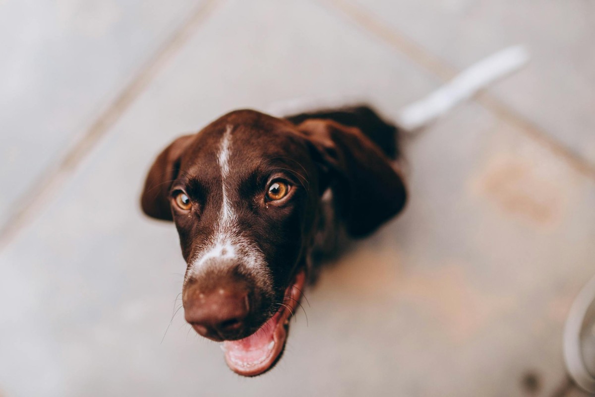 A puppy sitting on a sidewalk